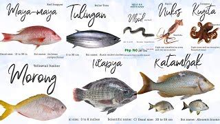busiso fish|Philippine Fish Names in English and Tagalog / Isdang Pinoy .